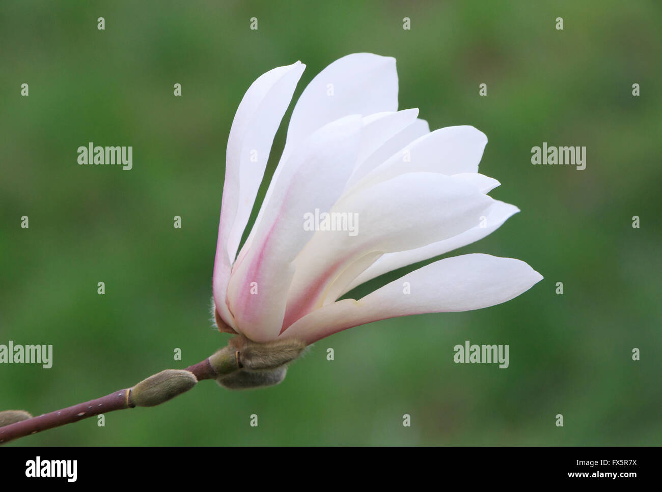 Nahaufnahme eines weißen Magnolie Baum Blüte Stockfoto