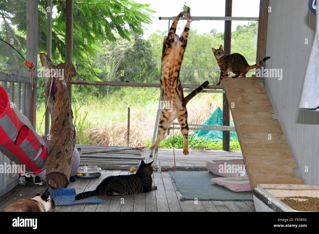 BENGALISCHE KATZEN Stockfoto