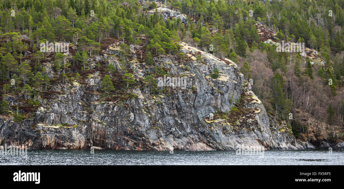 Norwegischer Natur Fotohintergrund. Kleine Bäume und Moos wachsen auf küstennahen Felsen im Frühjahr Stockfoto