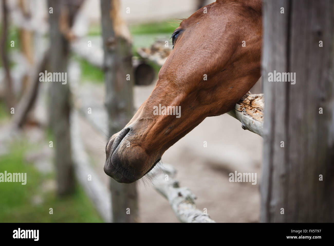 Kopf des Pferdes durch den Holzzaun Stockfoto