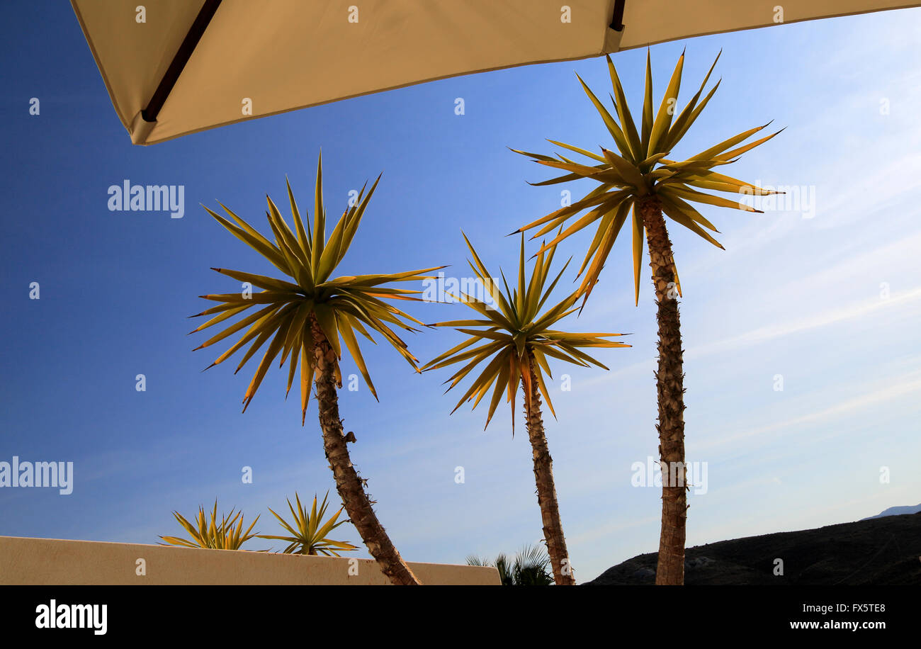 Yucca Aloifolia, spanisches Bajonett, Gartenpflanze gegen blauen Himmel Nationalpark Cabo de Gata, Almeria, Spanien Stockfoto Yucca Aloifolia, spanisches Bajonett, Gartenpflanze gegen blauen Himmel Nationalpark Cabo de Gata, Almeria, Spanien Stockfoto
