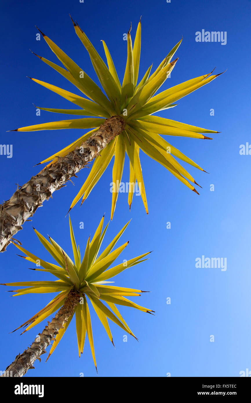 Yucca Aloifolia, spanisches Bajonett, Gartenpflanze gegen blauen Himmel Nationalpark Cabo de Gata, Almeria, Spanien Stockfoto Yucca Aloifolia, spanisches Bajonett, Gartenpflanze gegen blauen Himmel Nationalpark Cabo de Gata, Almeria, Spanien Stockfoto