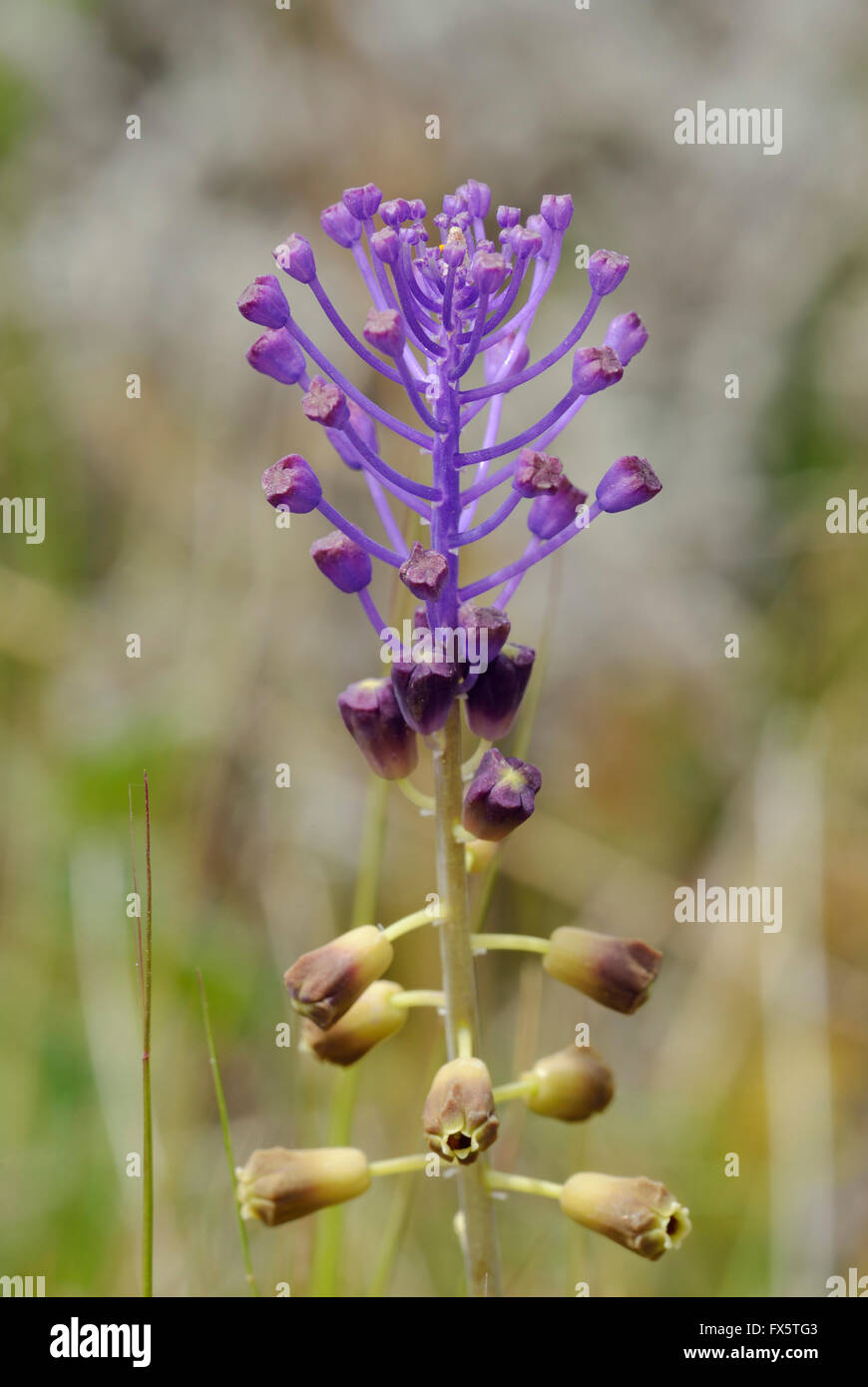 Quaste-Hyazinthe - Leopoldia Comosa wilde Blume aus Zypern Stockfoto
