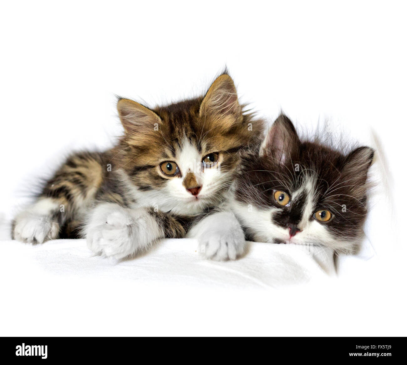 Katze Kitten Haustiere in- Stockfoto