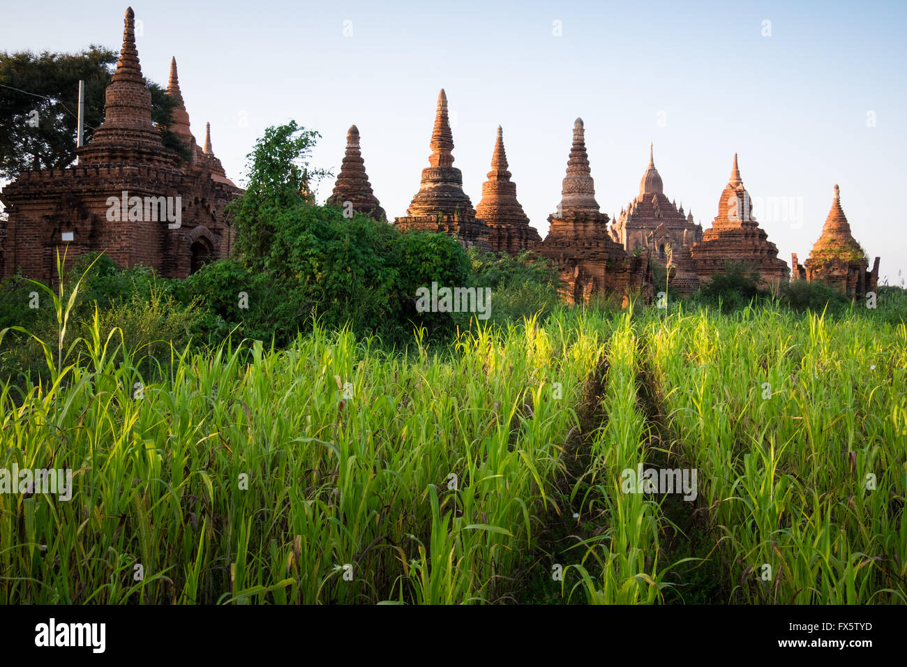 Alte Tempel in der Nähe von Maisfeldern in Bagan, Myanmar Stockfoto