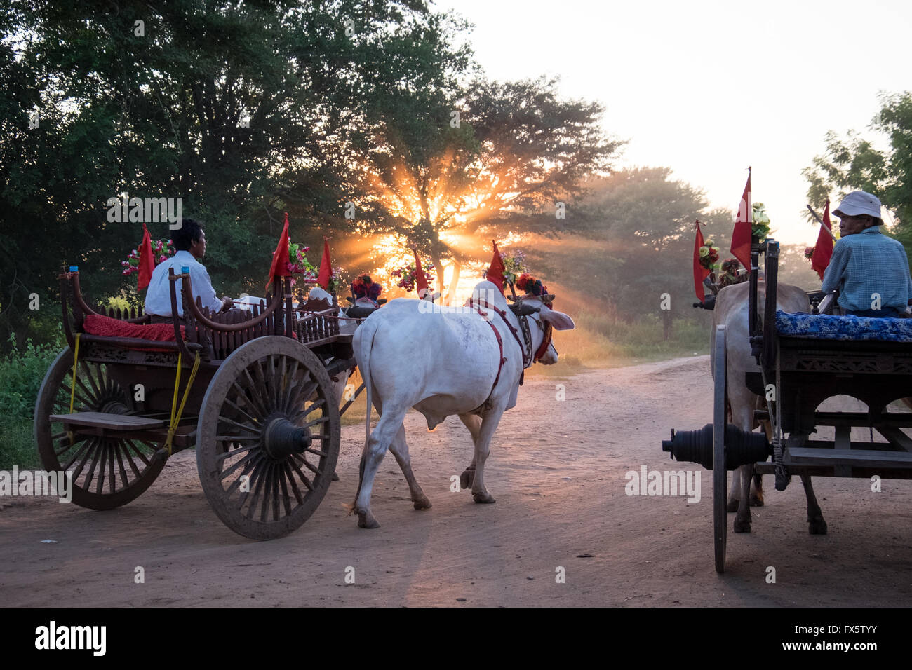 Männer auf Ochsen und Wagen, die ihren Weg entlang staubige Feldwege bei Sonnenuntergang in Bagan, Myanmar Stockfoto