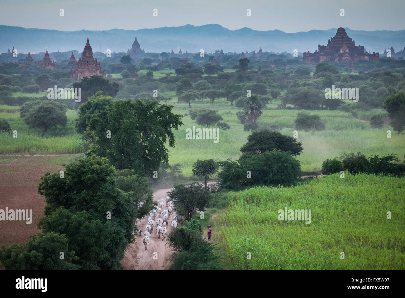 Ein Vieh Herder bewegt sich ihr Vieh durch die schmalen Feldwegen in Bagan in der Abenddämmerung. Stockfoto