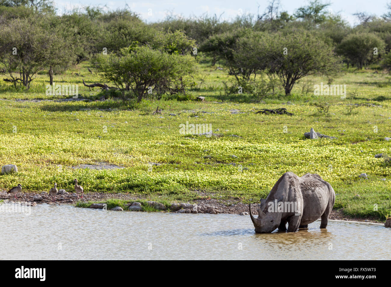 Eine schwarze Nashorn (Haken-lippig) trinken aus einem Wasserloch im Etosha Nationalpark Namibia. Des Teufels Dorn Blumen im Hintergrund. Stockfoto