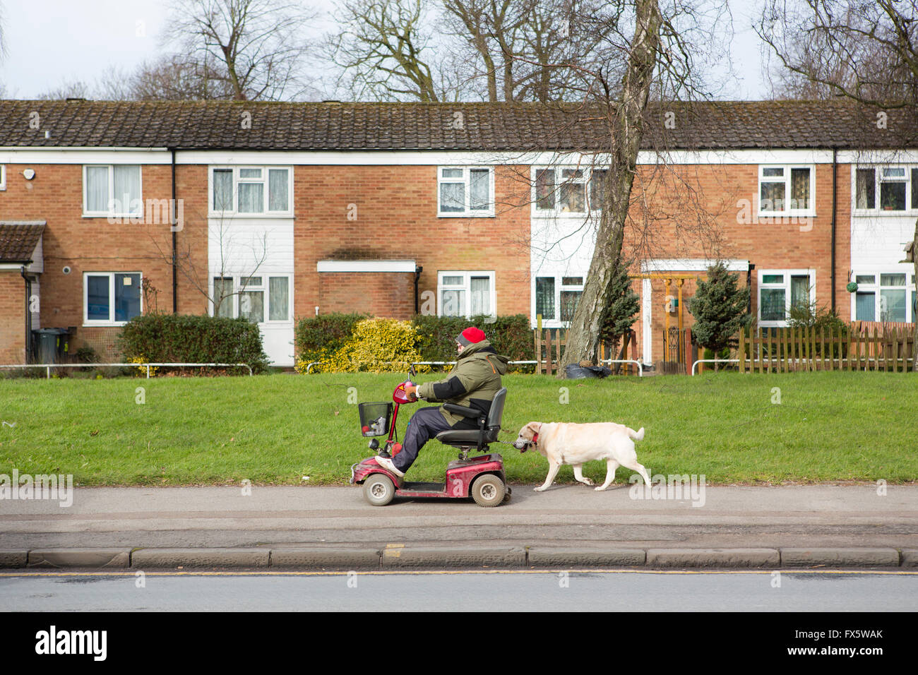 Frau, die ihren Hund hinter einem motorisierten Buggy. Stockfoto