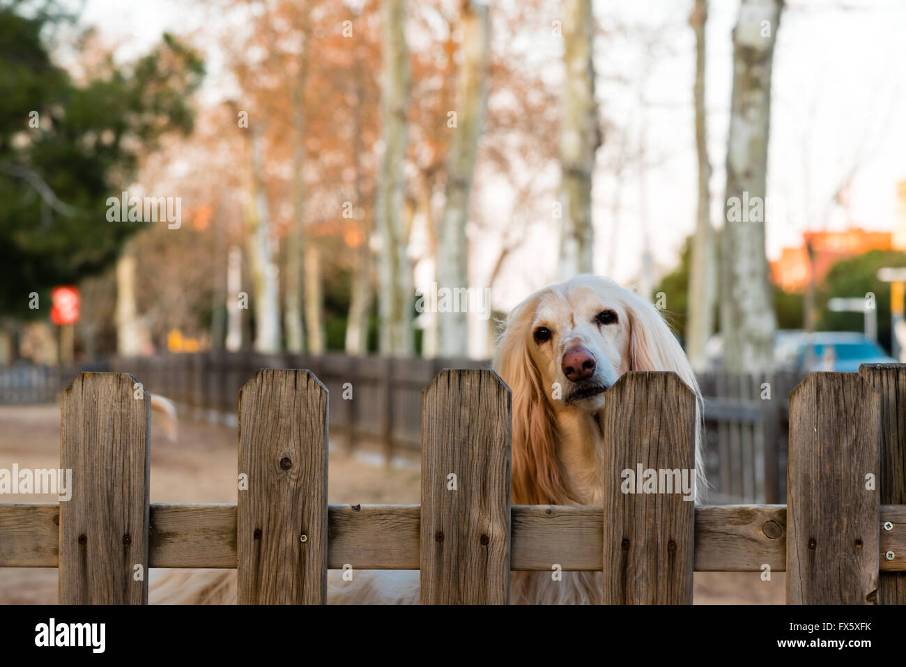 treuer blonde Hund wartet auf seinen Besitzer zurückgeben Stockfoto