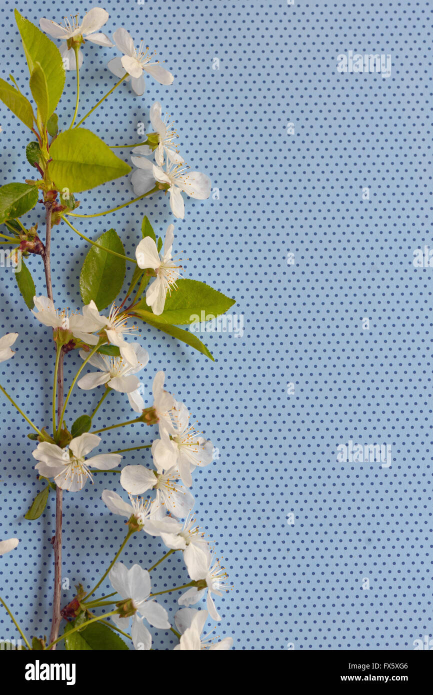 weißen Kirschblüten auf blauem Hintergrund Stockfoto