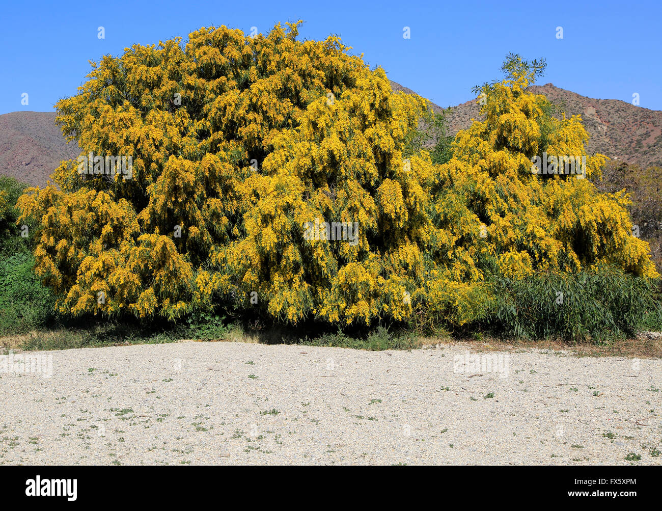Gelbe Blüte der Mimosa Baum, Akazie Dealbata, Naturpark Cabo de Gata, Almeria, Spanien Stockfoto
