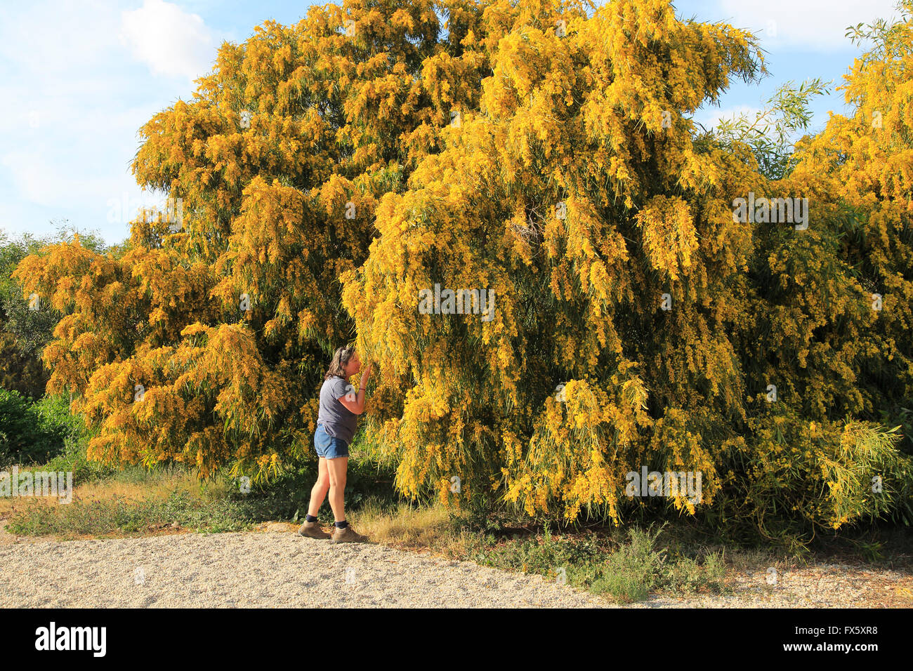 Frau, duftenden gelben Blüten der Mimosa Baum, Akazie Dealbata, Naturpark Cabo de Gata, Almeria, Spanien Stockfoto