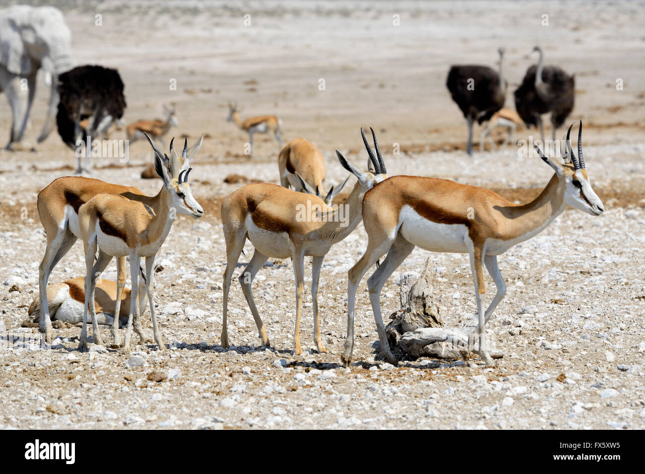 Springbock (Antidorcas Marsupialis) im Etosha Nationalpark, Namibia Stockfoto