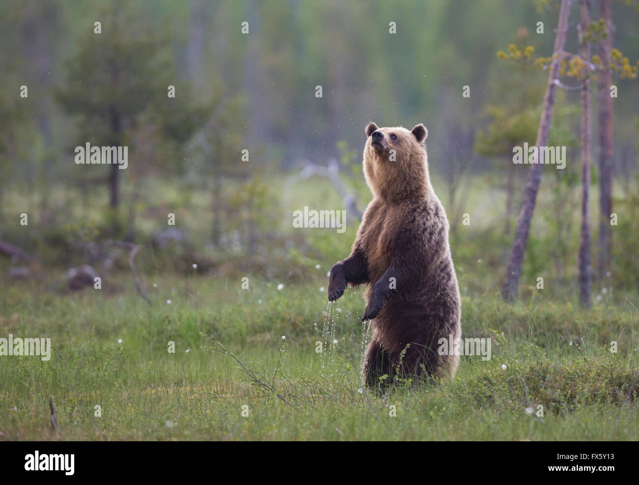 Brauner Bär, Ursus Arctos, stehend auf seinem Rücken Beine oder Hinterpfoten und schnüffeln in der Luft, Kuhmo, Finnland Stockfoto
