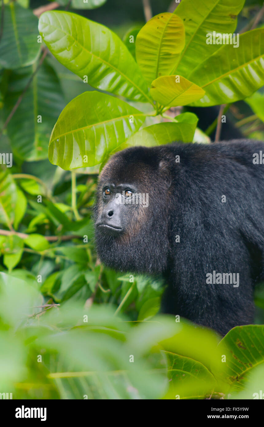 Guatemaltekische schwarzen Brüllaffen (Alouatta Pigra) stark gefährdet, Wild, Community Baboon Sanctuary, Belize, Mittelamerika Stockfoto