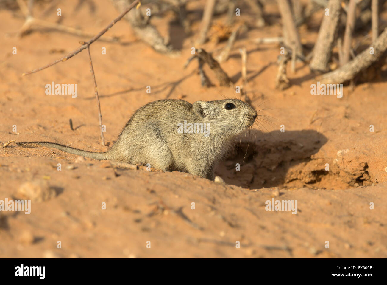 Brant die pfeifenden Ratte (Parotomys Brantsii) in der Kalahari, Kgalagadi Transfrontier Park, Northern Cape, Südafrika Stockfoto
