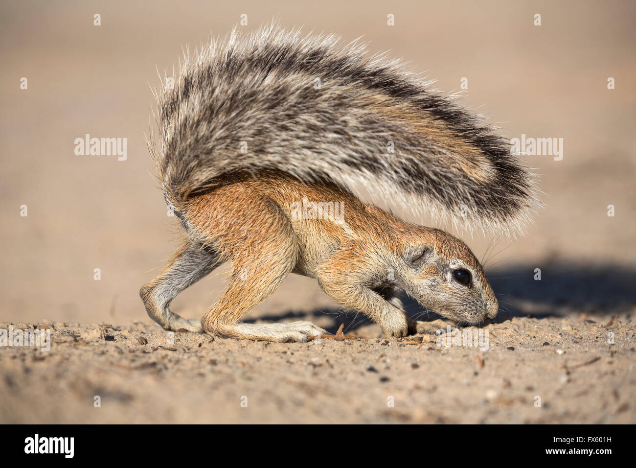 Junge Borstenhörnchen (Xerus Inauris), Kgalagadi Transfrontier Park, Northern Cape, Südafrika Stockfoto