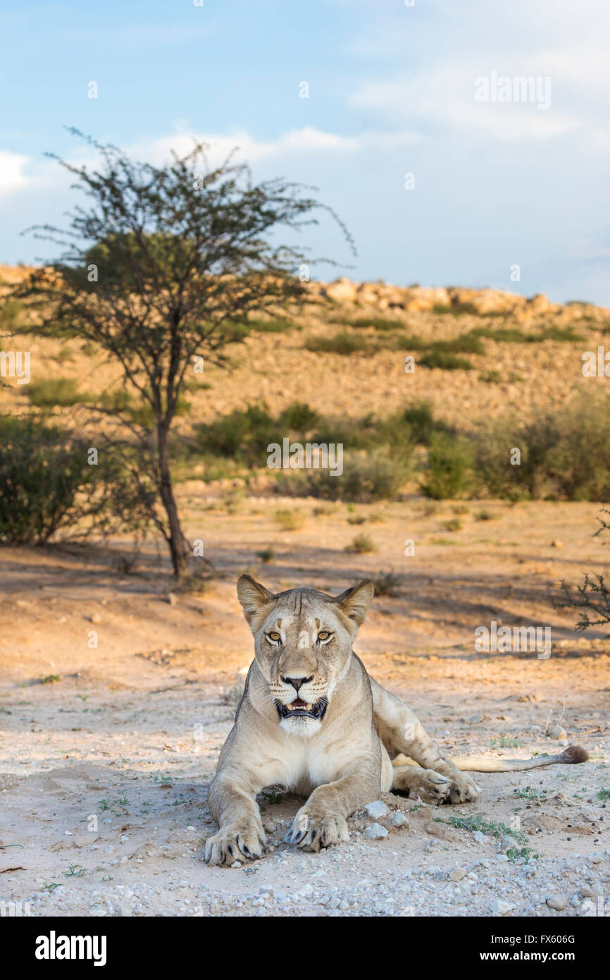Löwin (Panthera Leo) in der Kalahari, Kgalagadi Transfrontier Park, Northern Cape, Südafrika Stockfoto