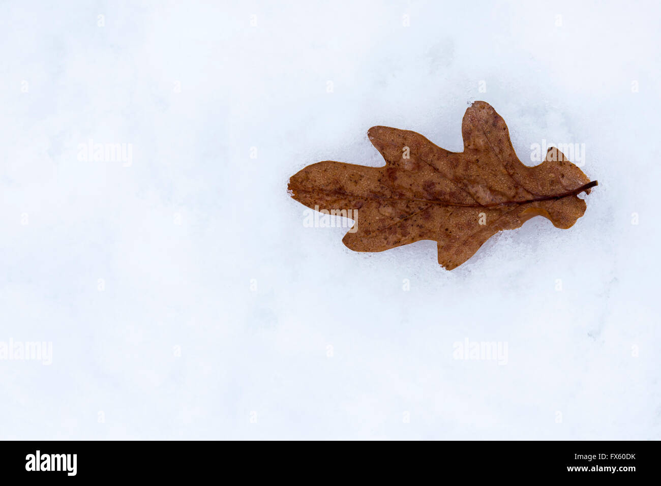 Eichenblatt (Quercus sp) im Schnee, Schottland, UK Stockfoto