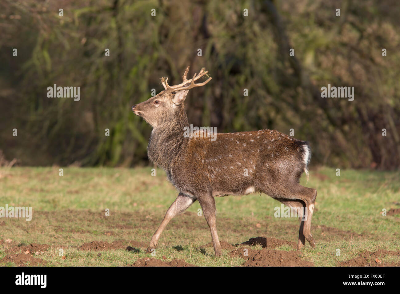 Sika Hirsch Hirsch (Cervus Nippon), Studley Royal Deer Park, North Yorkshire, UK Stockfoto