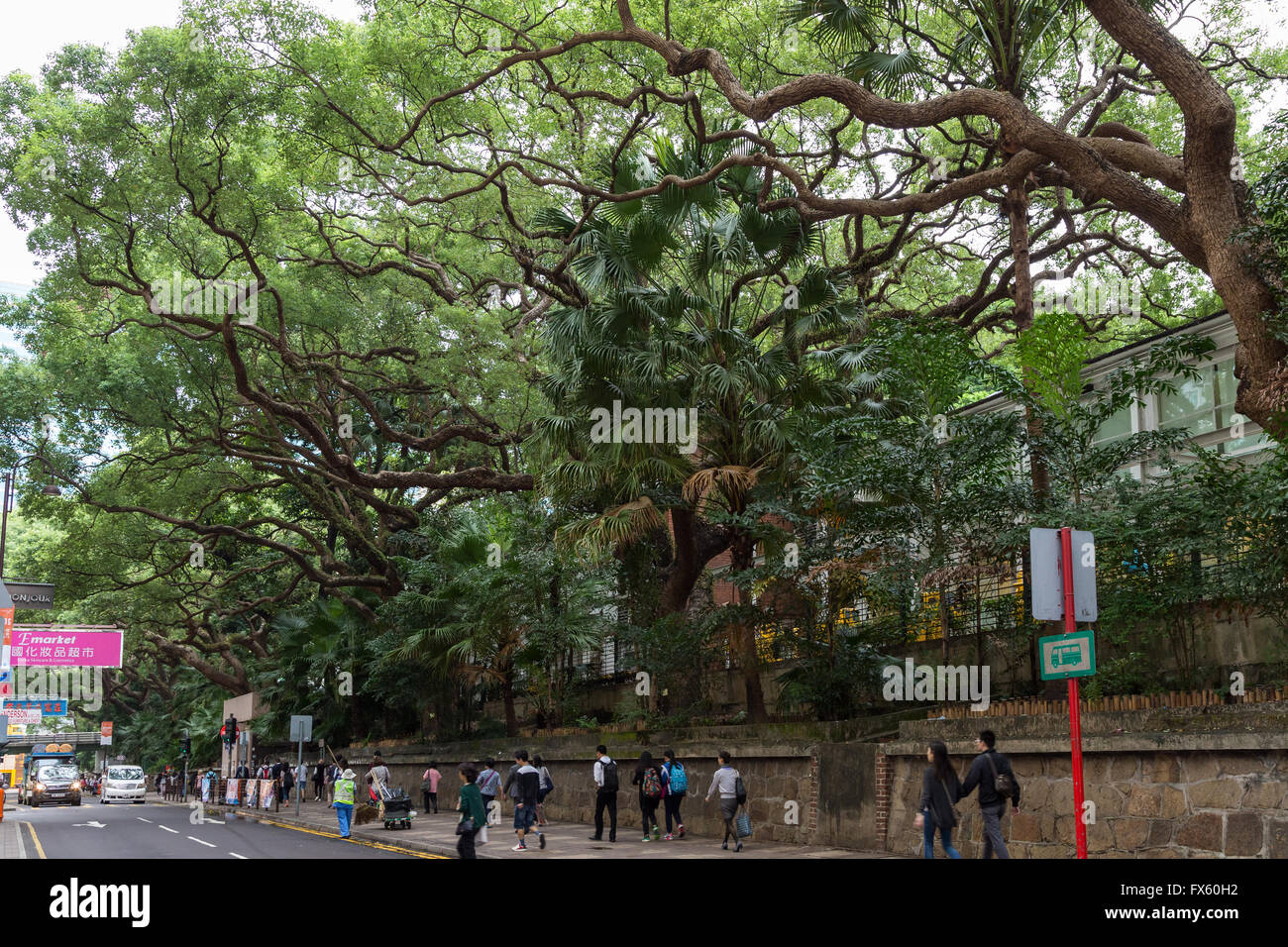 Große Bäume zwischen Straße und Kowloon Park in Tsim Sha Tsui, Hongkong. Stockfoto