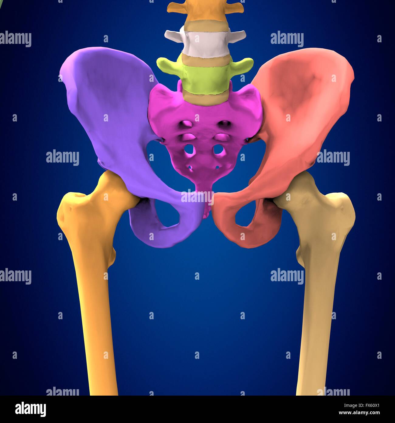 menschlichen Körpers Hüfte Stockfotografie - Alamy