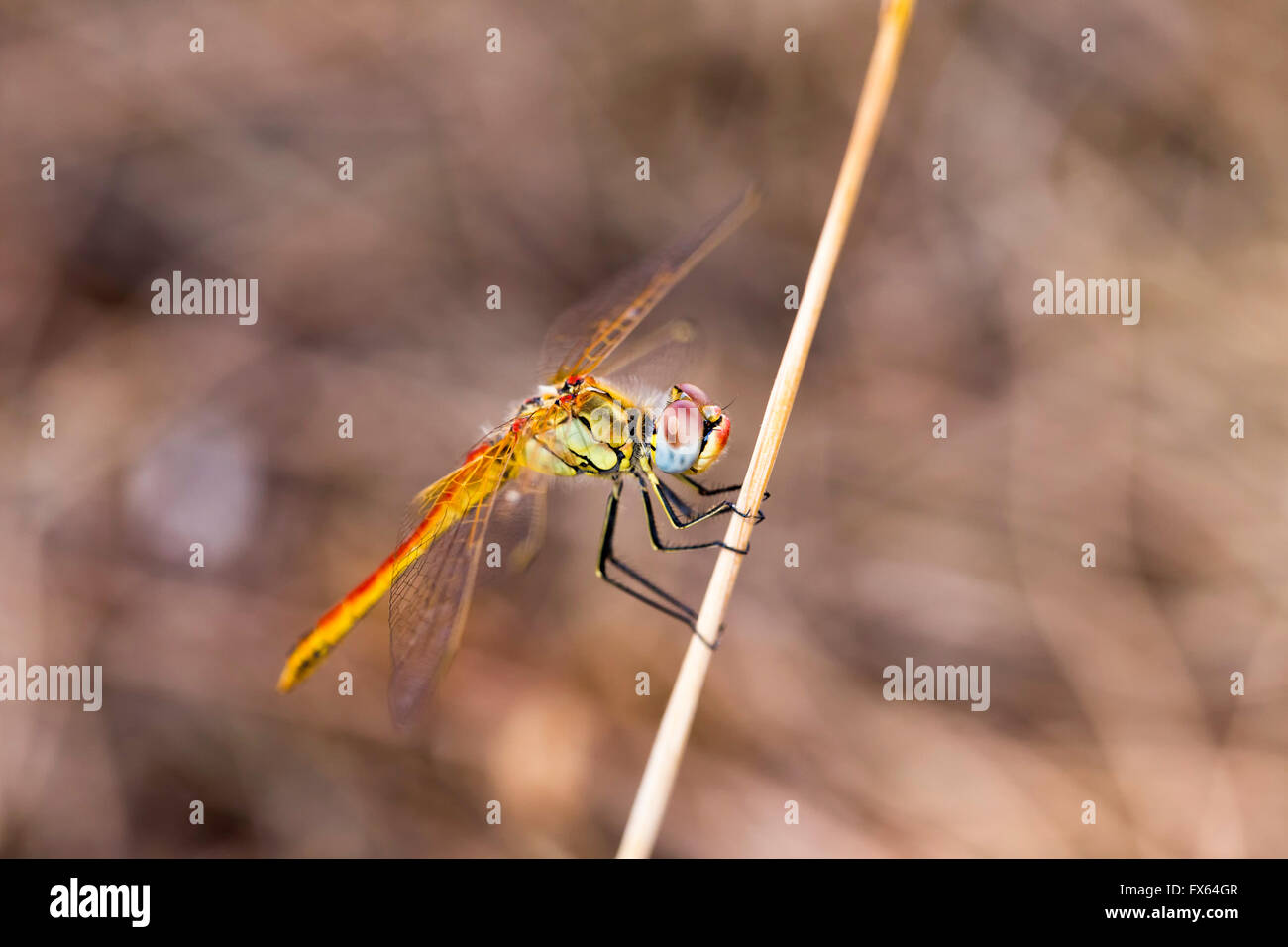 Nahaufnahme Makroaufnahme schöne Libelle mit erstaunlichen Farben ruht auf einem Zweig Stockfoto