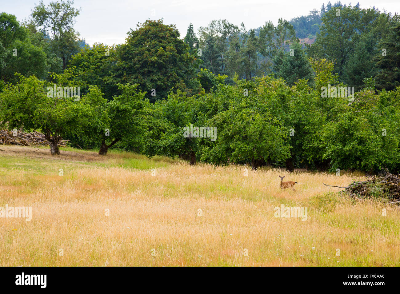 Blacktail Hirsch in einem Feld mit einem Obstgarten in der Nähe und das Reh mit Blick auf die Kamera. Stockfoto