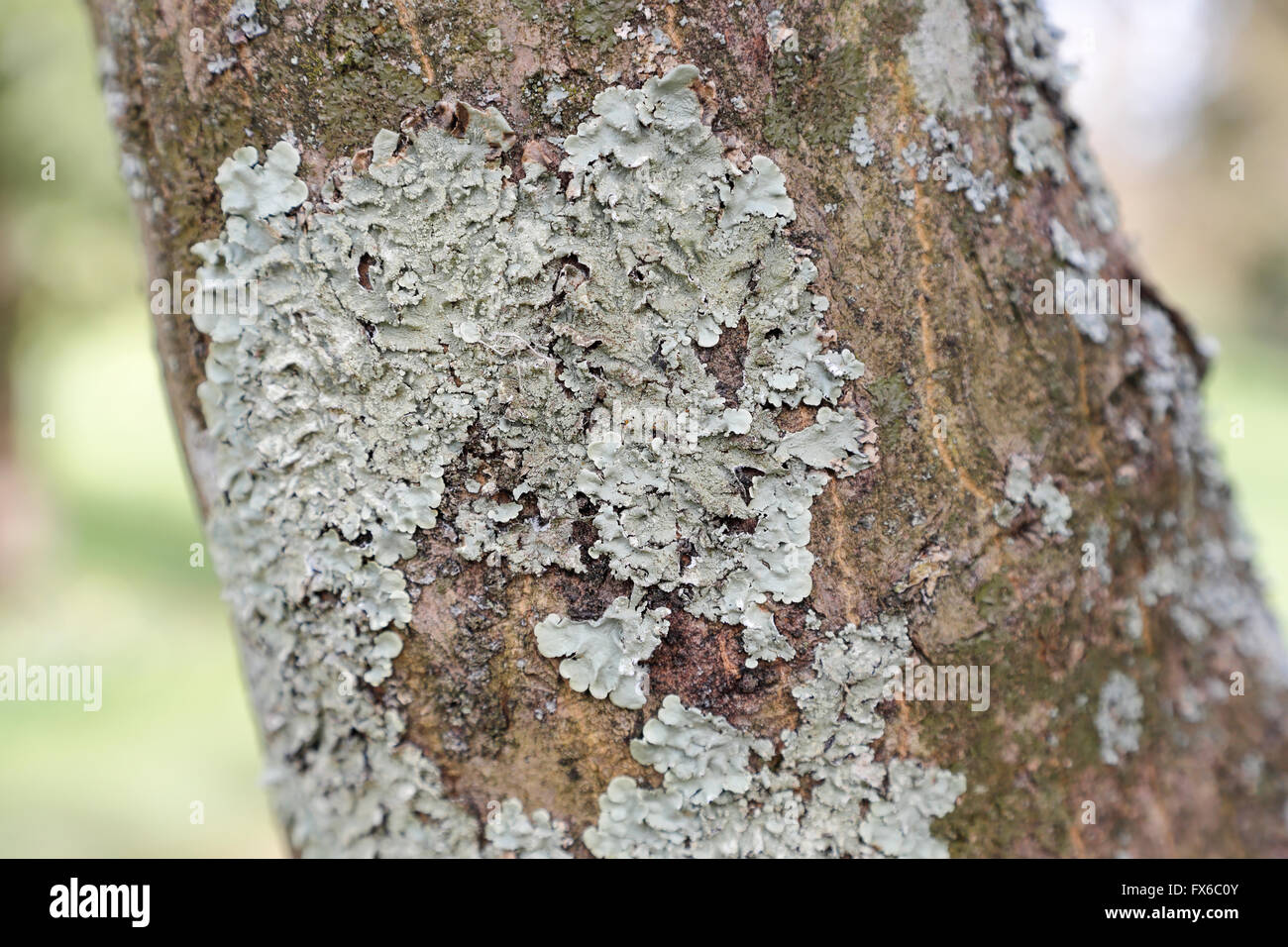 Einen grünen foliose Flechten wachsen auf einem Ast in West Sussex, UK.  Es ist eine Symbiose zwischen Pilzen und Algen oder Cyanobakterien Stockfoto