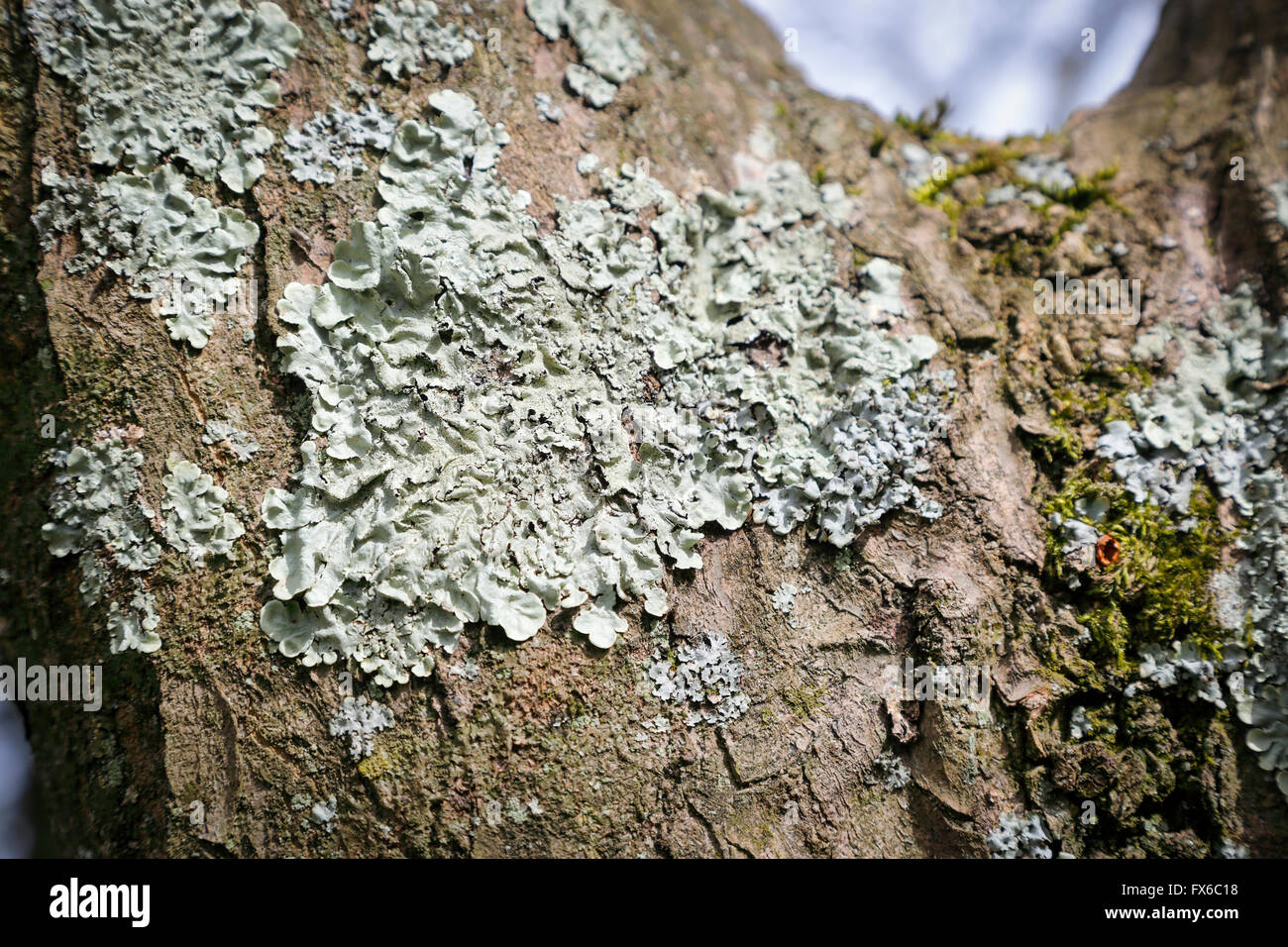 Einen grünen foliose Flechten wachsen auf einem Ast in West Sussex, UK.  Es ist eine Symbiose zwischen Pilzen und Algen oder Cyanobakterien Stockfoto