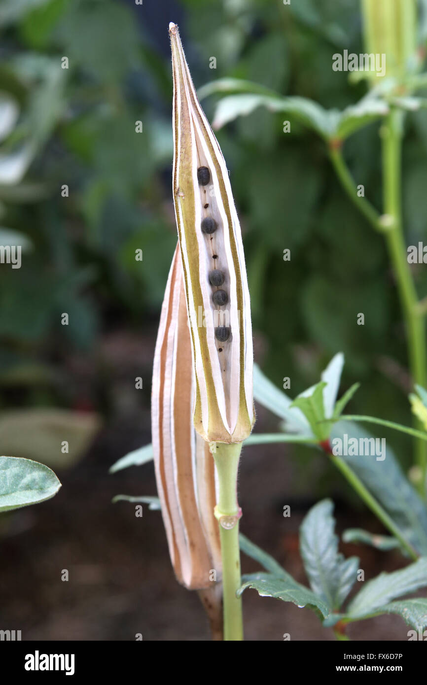 Abelmoschus Esculentus oder bekannte Okra oder Ladies Finger, Ochro oder Gumbo Samen in Samenkapseln Stockfoto