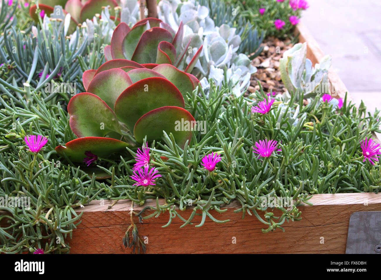 Sukkulenten - Flap Jacks Pigface wächst im Garten Bett angehoben Stockfoto