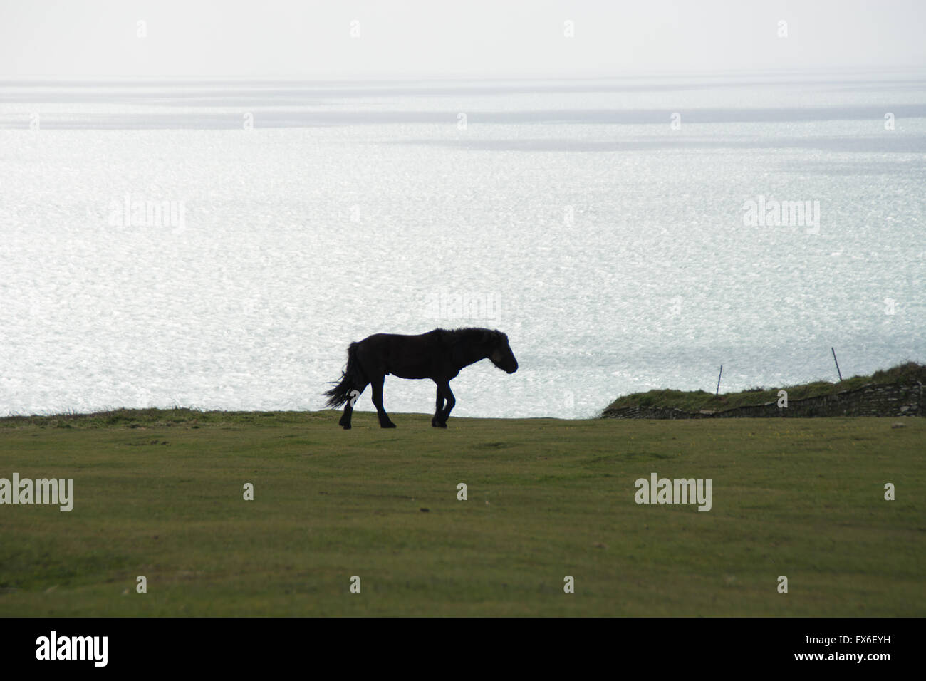 Pferd-Silhouette im Bereich mit Blick auf die Halbinsel Rame, Cornwall - England Stockfoto