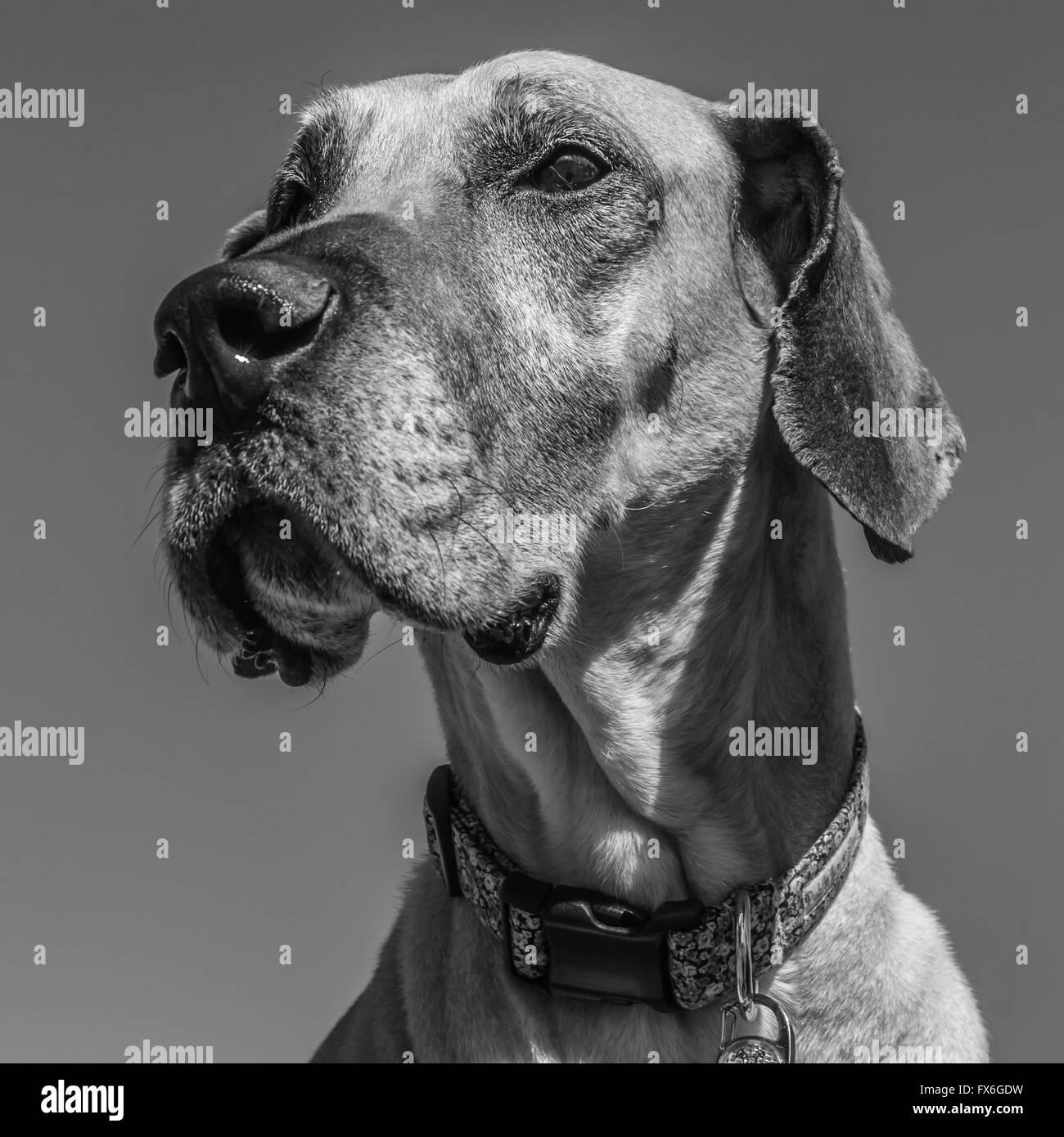 Hellbraun/Beige/Braun Dogge gegen blauen Himmel, Portrait, älteren Hund mit grauen Schnauze Stockfoto