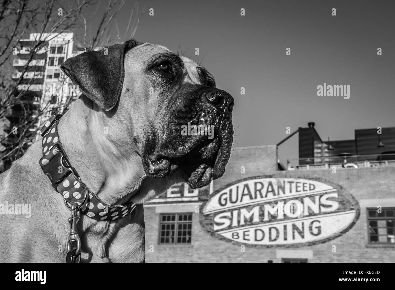 Boerboel-Dogge, South African Dogge, Hund, 20 Monate alt, East Village, Calgary, Alberta, Kanada; schwarz / weiß Stockfoto