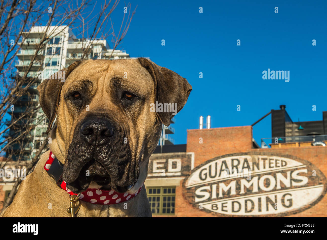 Boerboel, South African Mastiff, Mastiffhund, 20 Monate alt, rotes Halsband, East Village, Calgary, Alberta, Kanada Stockfoto