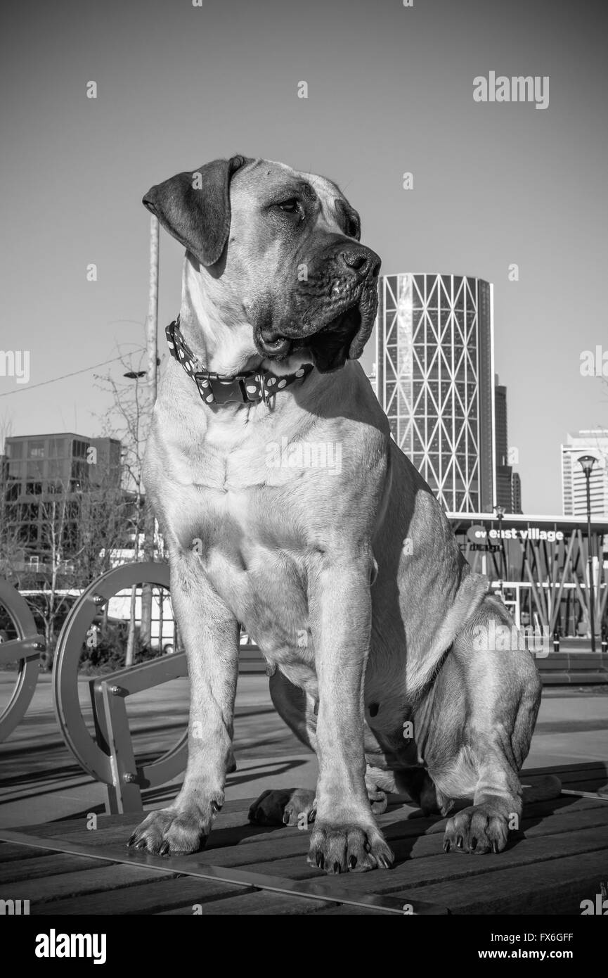Boerboel Mastiff, South African Dogge, Hund, 20 Monate alt, George C King Bridge, Calgary, Alberta, Kanada Stockfoto