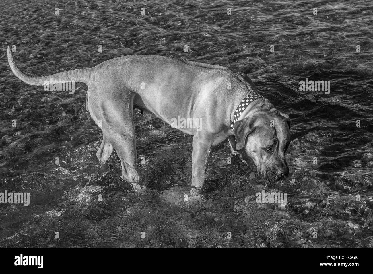Boerboel, South African Mastiff, Mastiffhund, 20 Monate alt, im Fluss zu spielen; schwarz / weiß Stockfoto