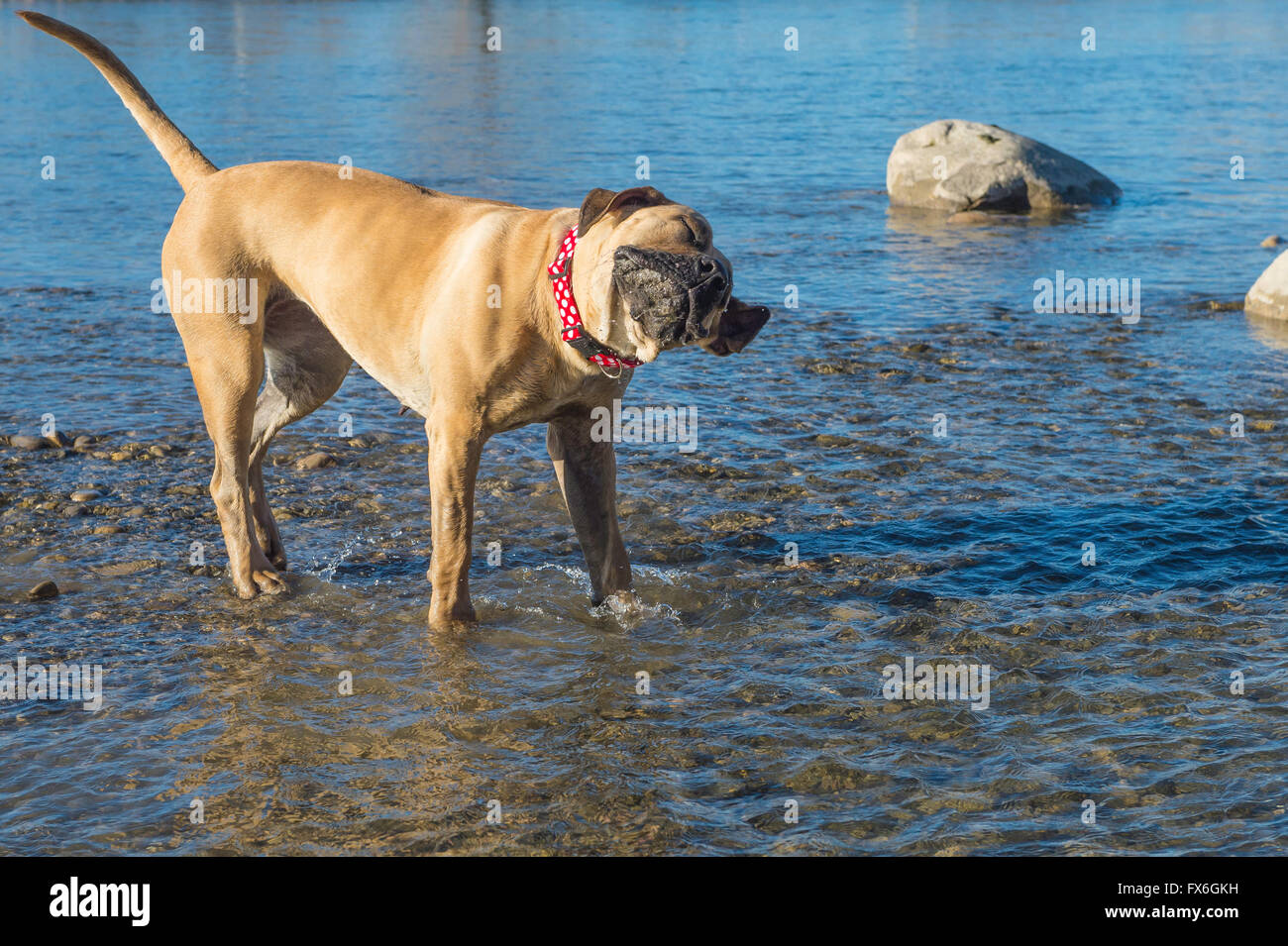 Boerboel Mastiff, South African Dogge, Hund, 20 Monate alt, tragen rote Kragen, schütteln im Wasser Stockfoto