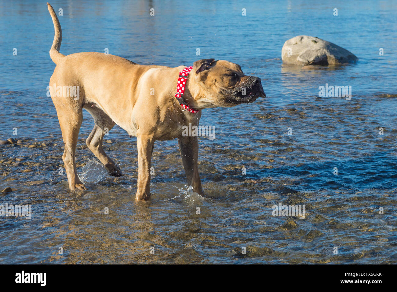 Boerboel Mastiff, South African Dogge, Hund, 20 Monate alt, tragen rote Kragen, schütteln im Wasser Stockfoto