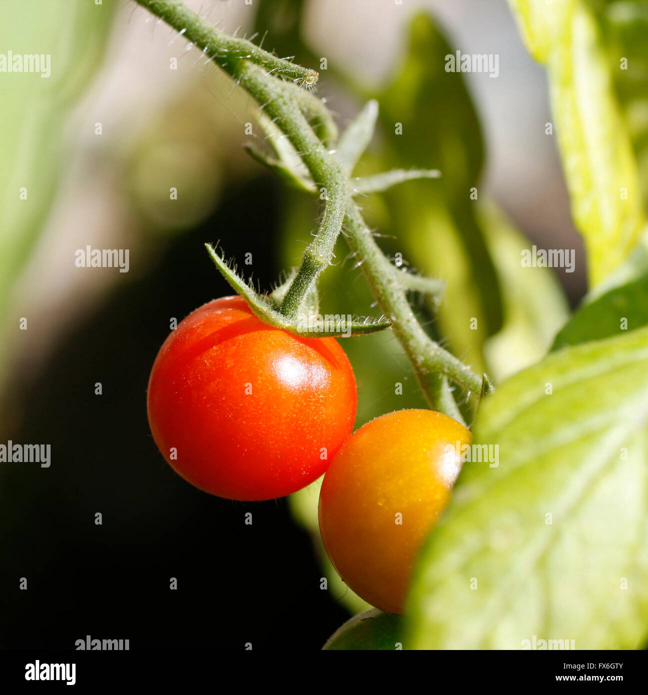 Tomatenpflanze mit reif und halb reife Tomaten Stockfoto