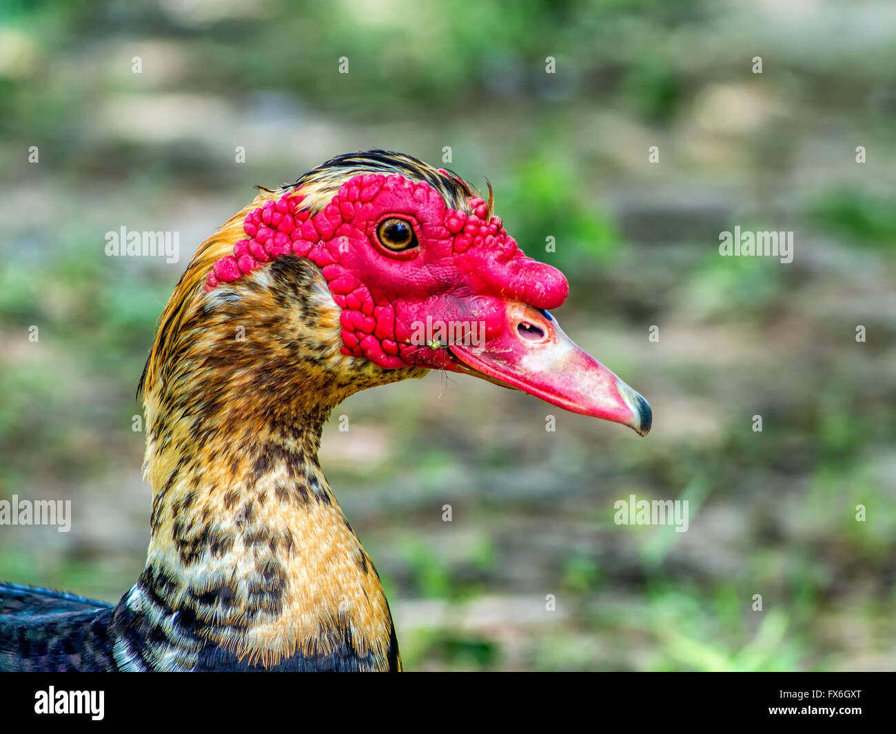 Porträt der männlichen Barbarie-Ente Stockfoto