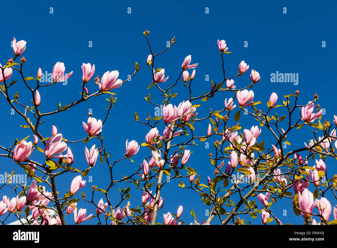 Magnolienblüten gegen eine lebendige blauen Himmel Stockfoto