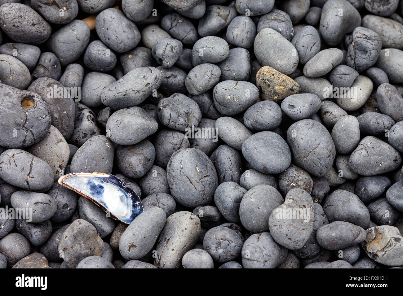 Eine Muschelschale liegt unter den Pflastersteinen auf Cobble Beach in der Nähe der Yaquina Head Lighthouse nördlich von Newport an Oregons Küste. Stockfoto