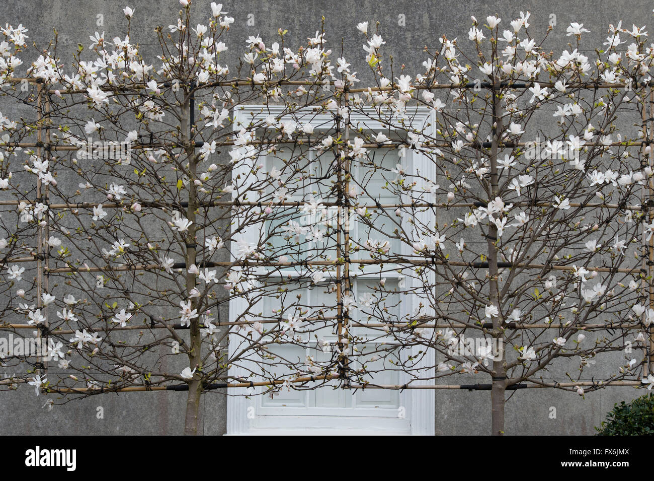 Ventilator ausgebildet Magnolia stellata Bäume in Blüte im Frühjahr. Wells, Somerset, England Stockfoto