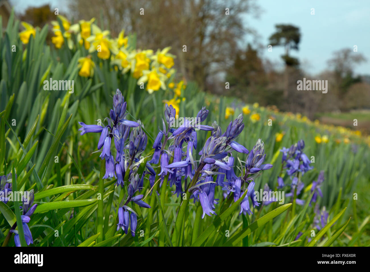 Glockenblumen und Narzissen im Frühjahr wächst in natürlichen wilden Garten Stockfoto