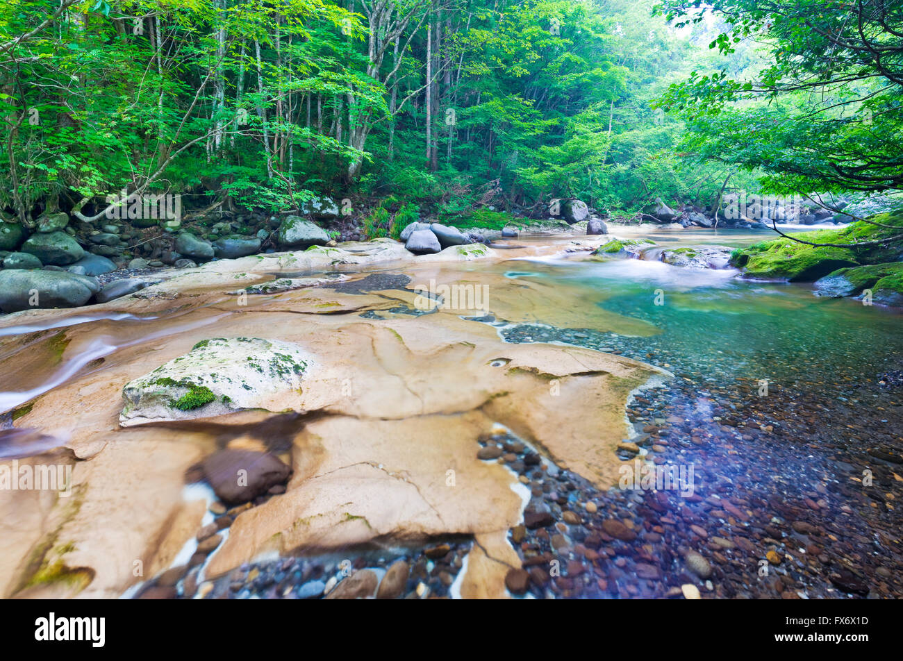 Einem klaren Bach fließt durch natürlichen Wald im nördlichen Akita Präfektur, Japan Stockfoto