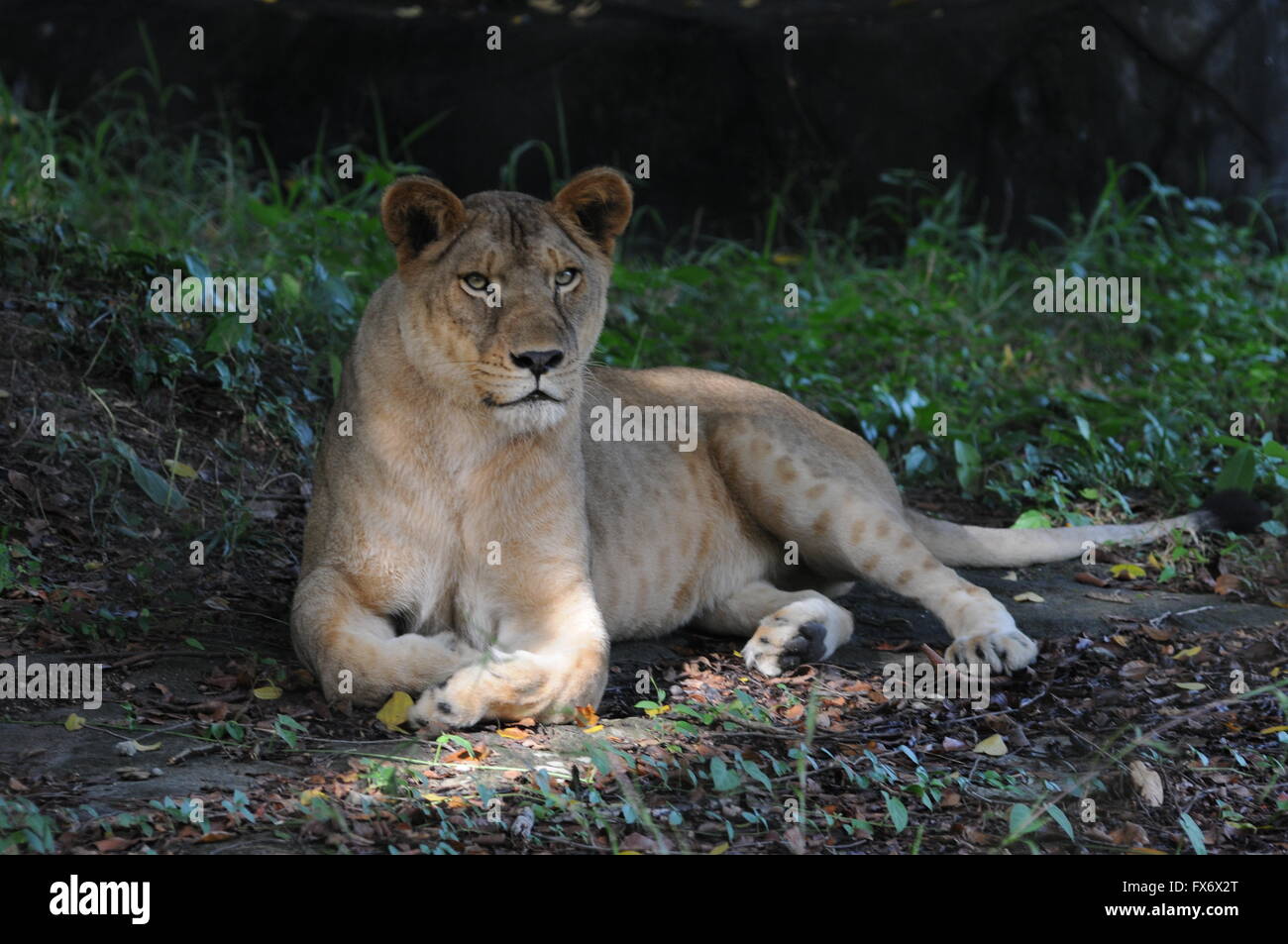 Afrikanische Löwin ruht in Gefangenschaft, Phnom Tamao Zoologischer Garten & Wildlife Rescue Center, Takeo Province, Kambodscha. Kredit: Kraig Lieb Stockfoto