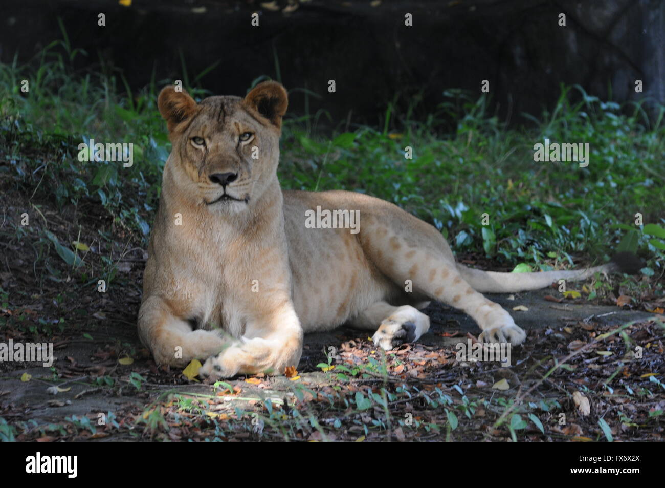 Afrikanische Löwin, Phnom Tamao Zoologischer Garten & Wildlife Rescue Center, Takeo Province, Kambodscha. Kredit: Kraig Lieb Stockfoto
